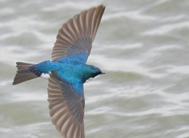 Una golondrina bicolor volando sobre el agua