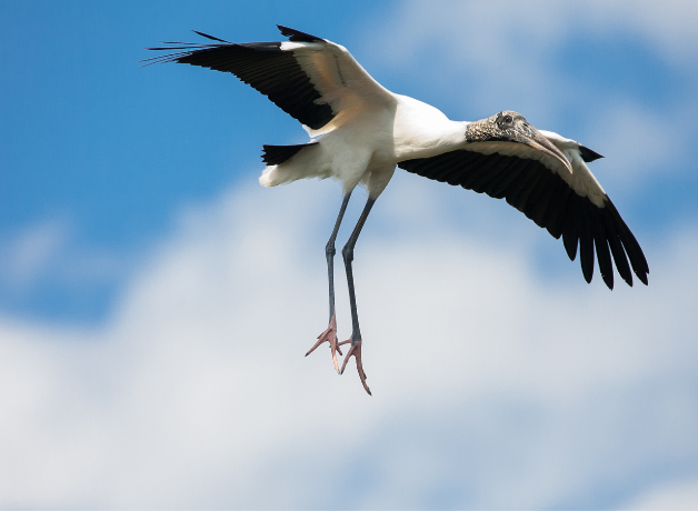 Behind a blue sky with white clouds, a wood stork soars