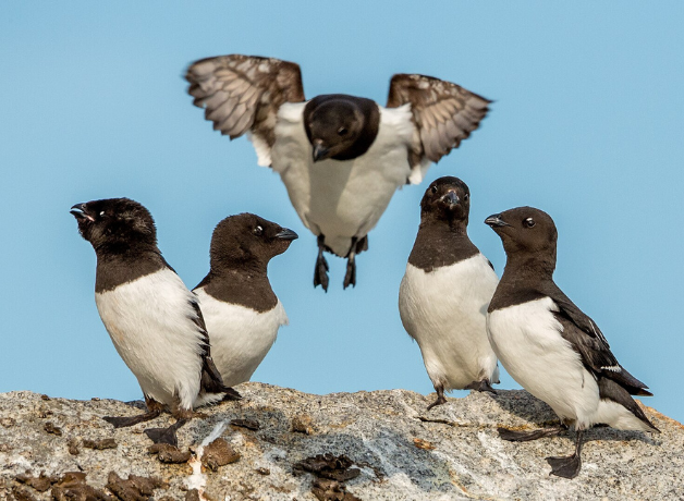 Five Dovekie sit on a rock against a blue sky. The small seabirds have white bellies, black heads, and black backs.