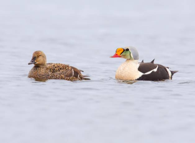 A pair of King Eiders floating on water. The duck on the left is a brown female. The duck on the right is a brightly colored male with white breast, orange bill, green head, and dark body.