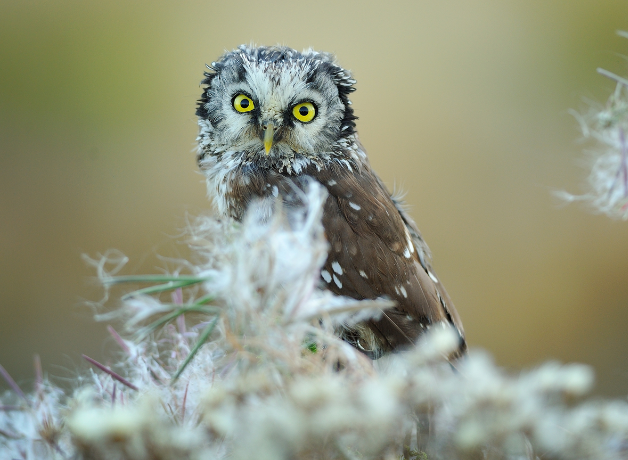 In the Dark with Boreal Owls | BirdNote