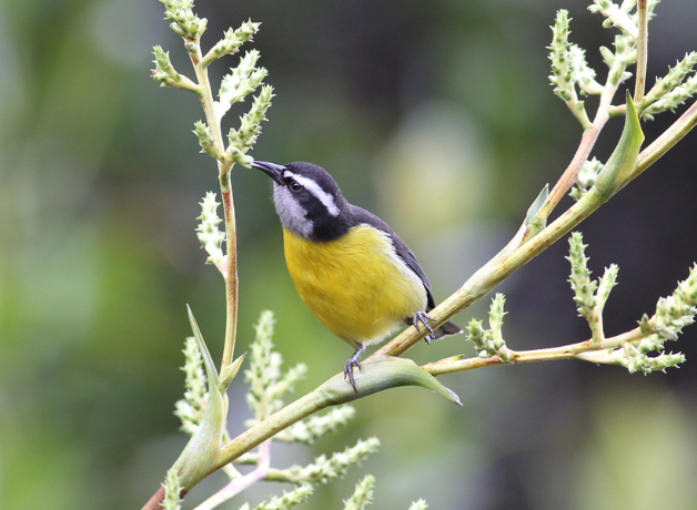 A Bananaquit foraging on a leafy stem against a green background.