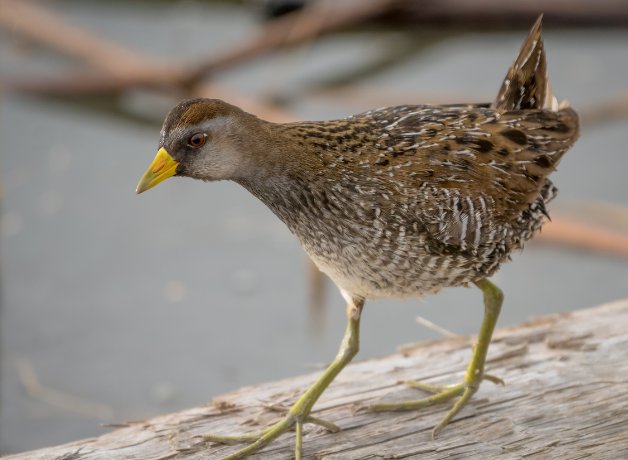 Sora walks across branch