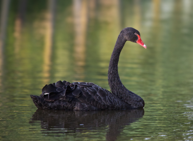 Black Swan in water