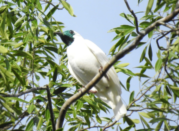 Bare-throated Bellbird stands perched on branch; green foliage in the background