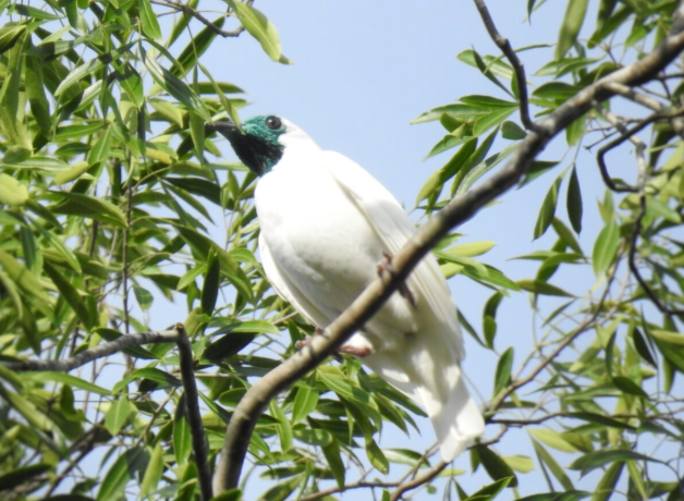 Un pájaro blanco con garganta negra y desnuda se posa en una rama; follaje verde en el fondo