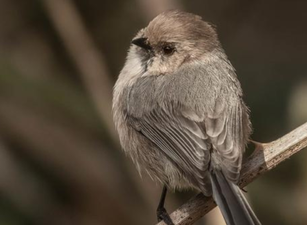 Un pajarito marrón llamado sastrecillo se sienta sobre una caña