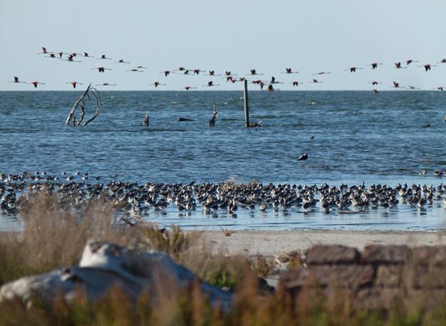 A large flock of shorebirds along a lakeshore with flamingos flying over nearby