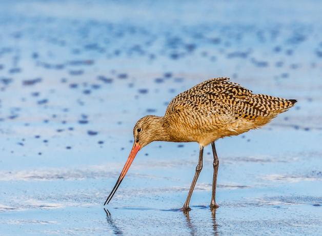 Marbled Godwit