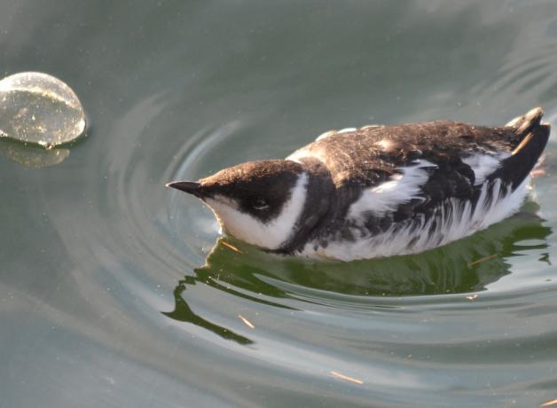 Marbled Murrelet