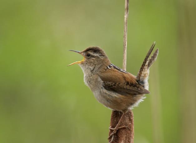 A Marsh Wren singing while perched on a cattail reed.