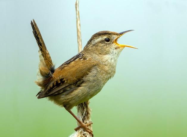 Marsh Wren perched on a stem, seen in profile, tail up, beak open, singing