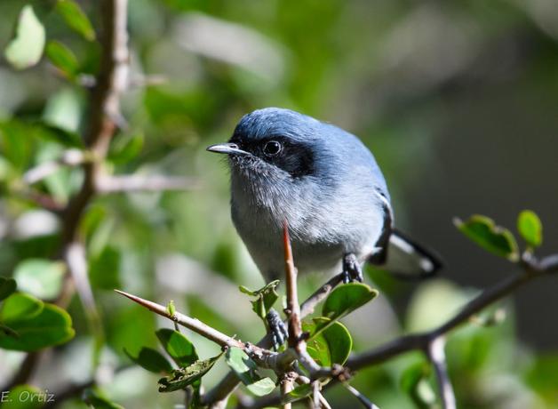 A small medium-blue bird with black mask markings across its eyes is perched on a leafy slender branch