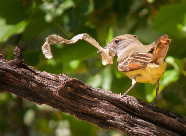 A Great Crested Flycatcher perched on a branch facing away from the camera. The bird is holding a length of dried, shed snake skin in its bill.