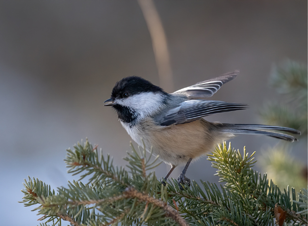 A Black-capped Chickadee perched in an evergreen tree.