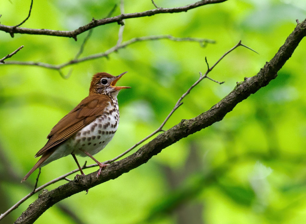 A Wood Thrush sings from a high branch with green foliage in the background.