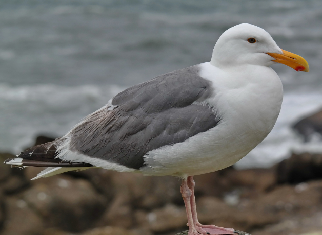American Herring Gull stands oceanside, water and rocks in the background