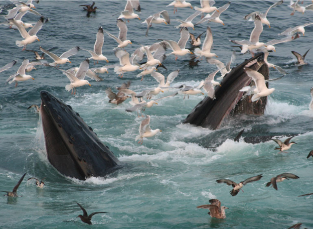 Two humpback whales breaking the surface while feeding, surrounded by seagulls including Great Shearwaters