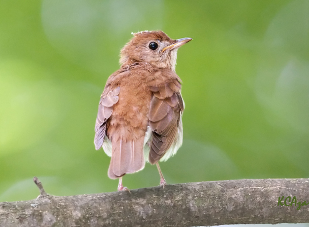 A Veery perched on the branch looks back towards the viewer