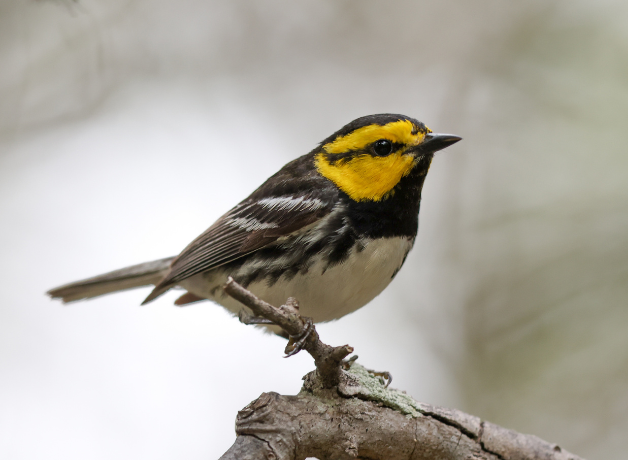 A Golden-cheeked Warbler perched against a hazy background.