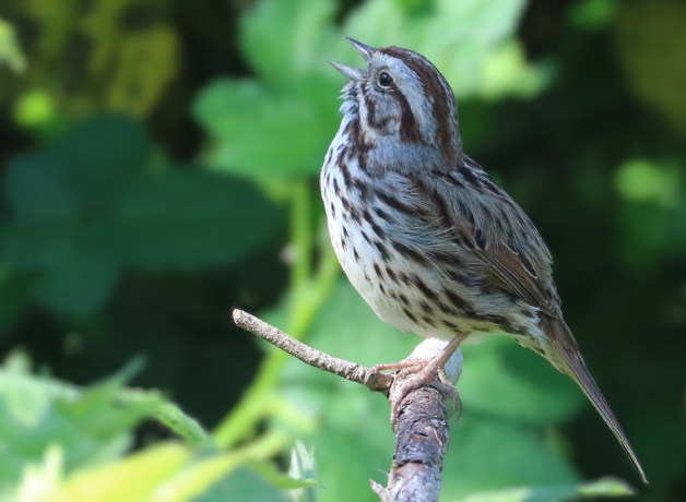 A Song Sparrow sings from a perch against a green background.
