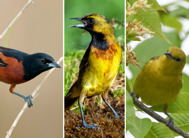 Three images of three Orchard Orioles