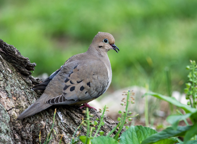 A Mourning Dove standing on a piece of wood against a green background.
