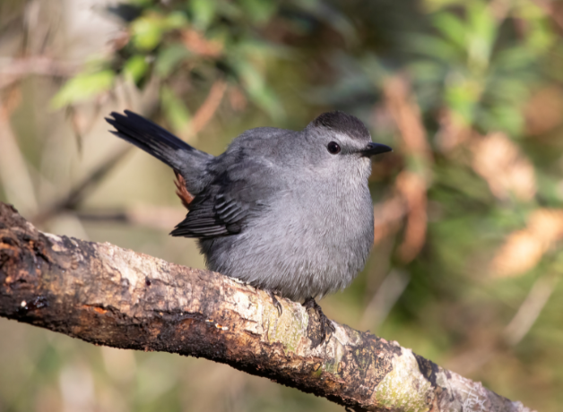 A Gray Catbird perches on a branch with tail cocked with leaves in the background