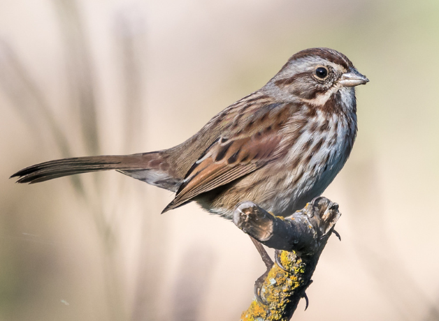 Song Sparrow perched on tree branch