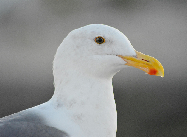 A headshot of an adult American Herring Gull.