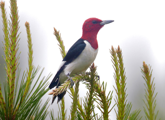 Red-headed Woodpecker 