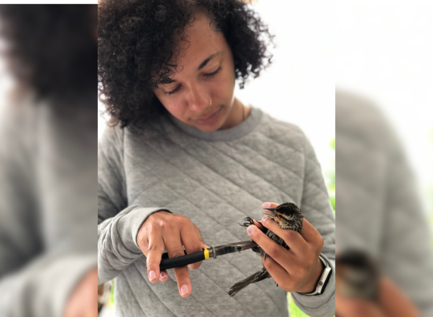 A photo of Sharon Dorsey applying a band to the leg of a Red-winged Blackbird.