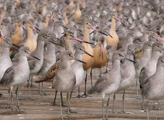 Mixed flock of Willets and Marbled Godwits