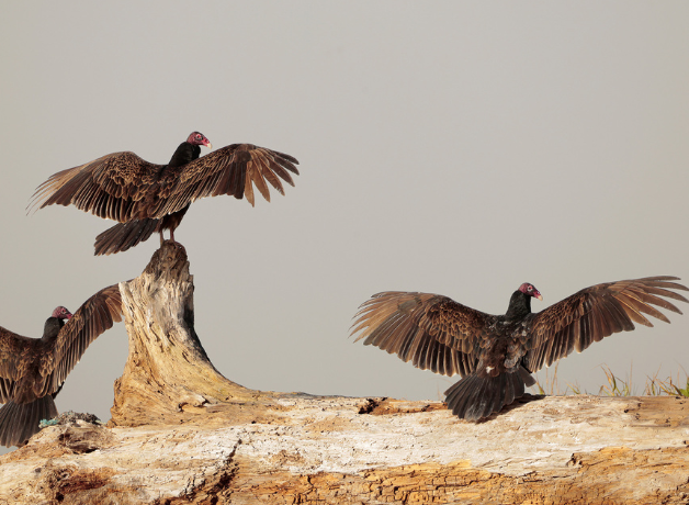 Three Turkey Vultures, wings spread, on a log