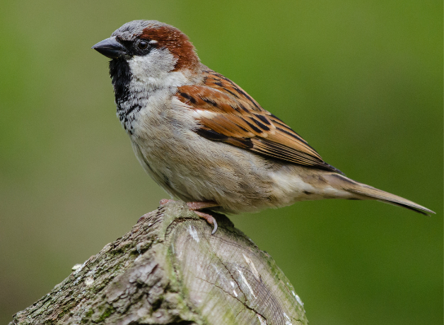 House Sparrow stands on tree stump