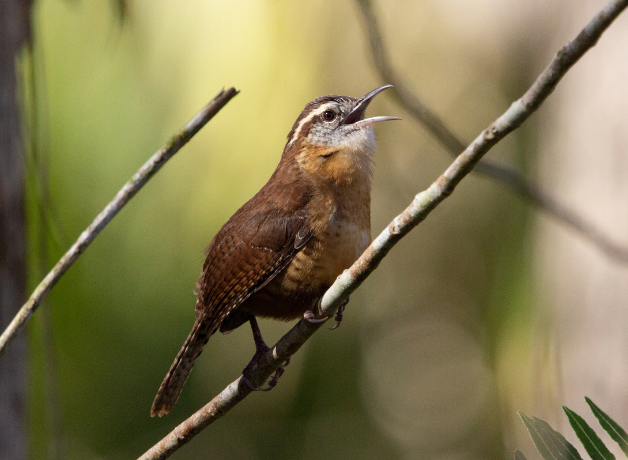 A Carolina Wren sings from a branch softly illuminated in the shade