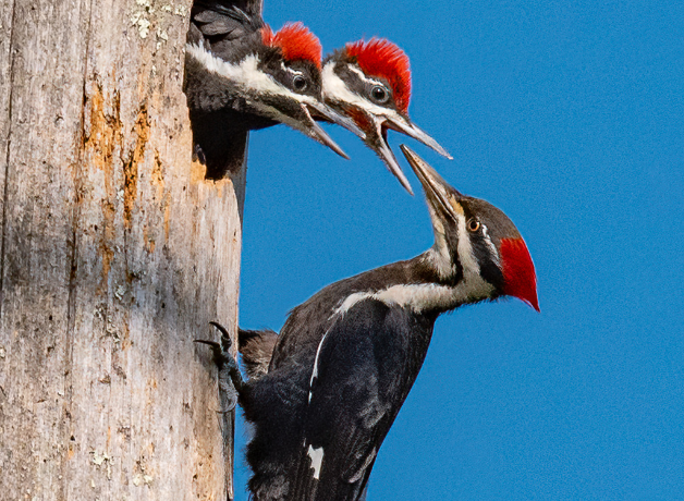 An adult Pileated Woodpecker feeds two chicks with their heads peaking out of the nest hole