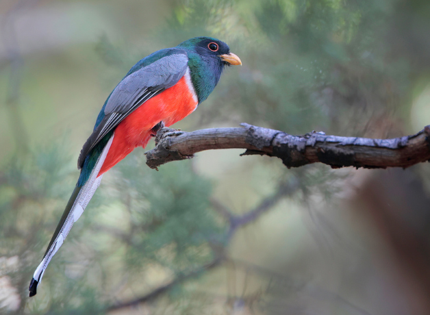 Elegant Trogon stands on thin tree branch