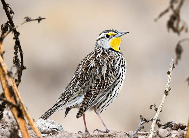 Meadowlark at Valle de Oro