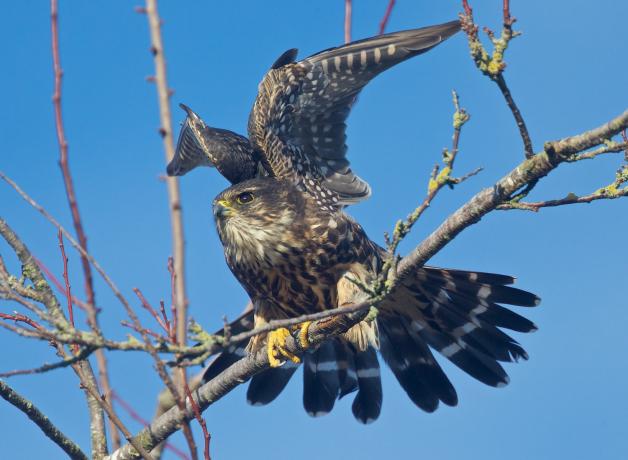Merlin readying for takeoff