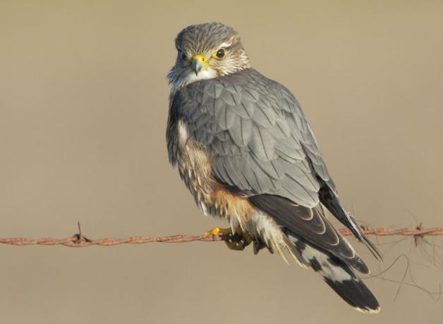 Merlin perched on a wire fence