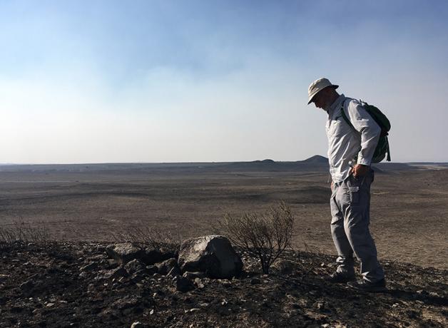 Michael Schroeder looking at sagebrush devastated by wildfire