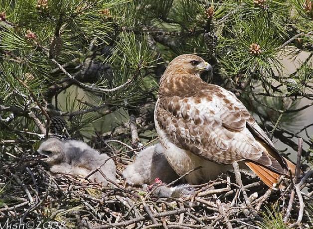 Red-tailed Hawk on nest with young
