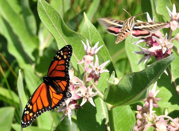 An orange and black Monarch Butterfly and a white lined sphinx moth on blossoming milkweed plant in sunlight