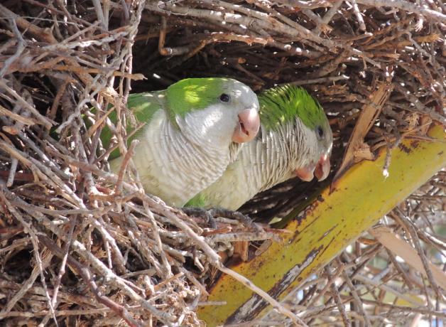 Pair of green and white Monk Parakeets peering out from their large nest