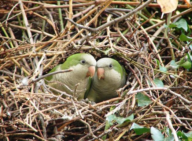 A pair of small green parrots peer out from an opening in a large nest made of sticks and branches.