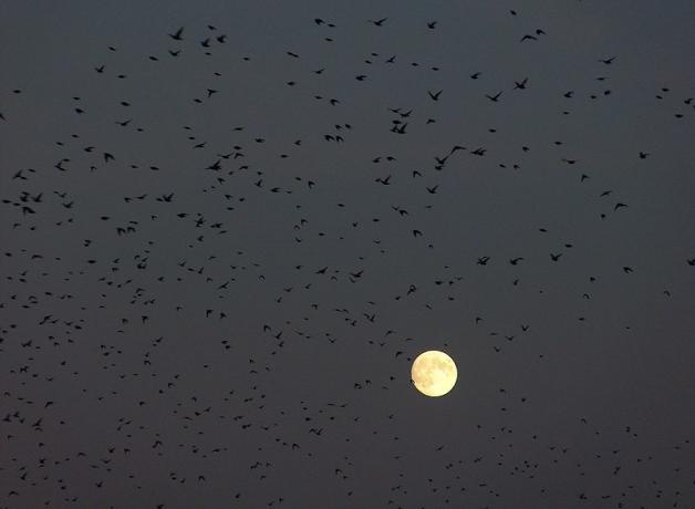 Silhouettes of migrating birds cross in front of a full moon in dark grey sky