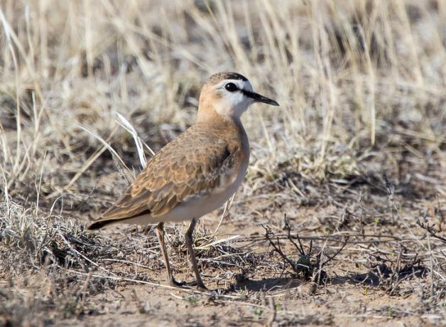 Mountain Plover