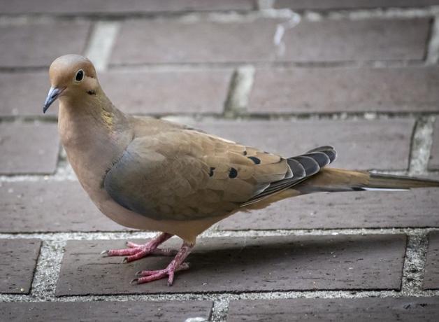 Mourning Dove standing on brick paving