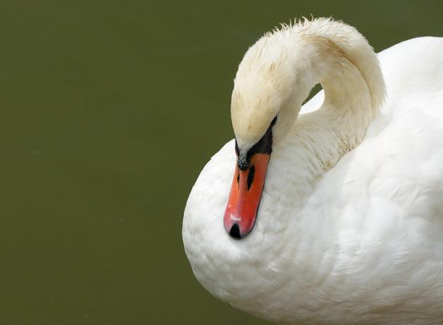 Mute Swan resting head on its neck